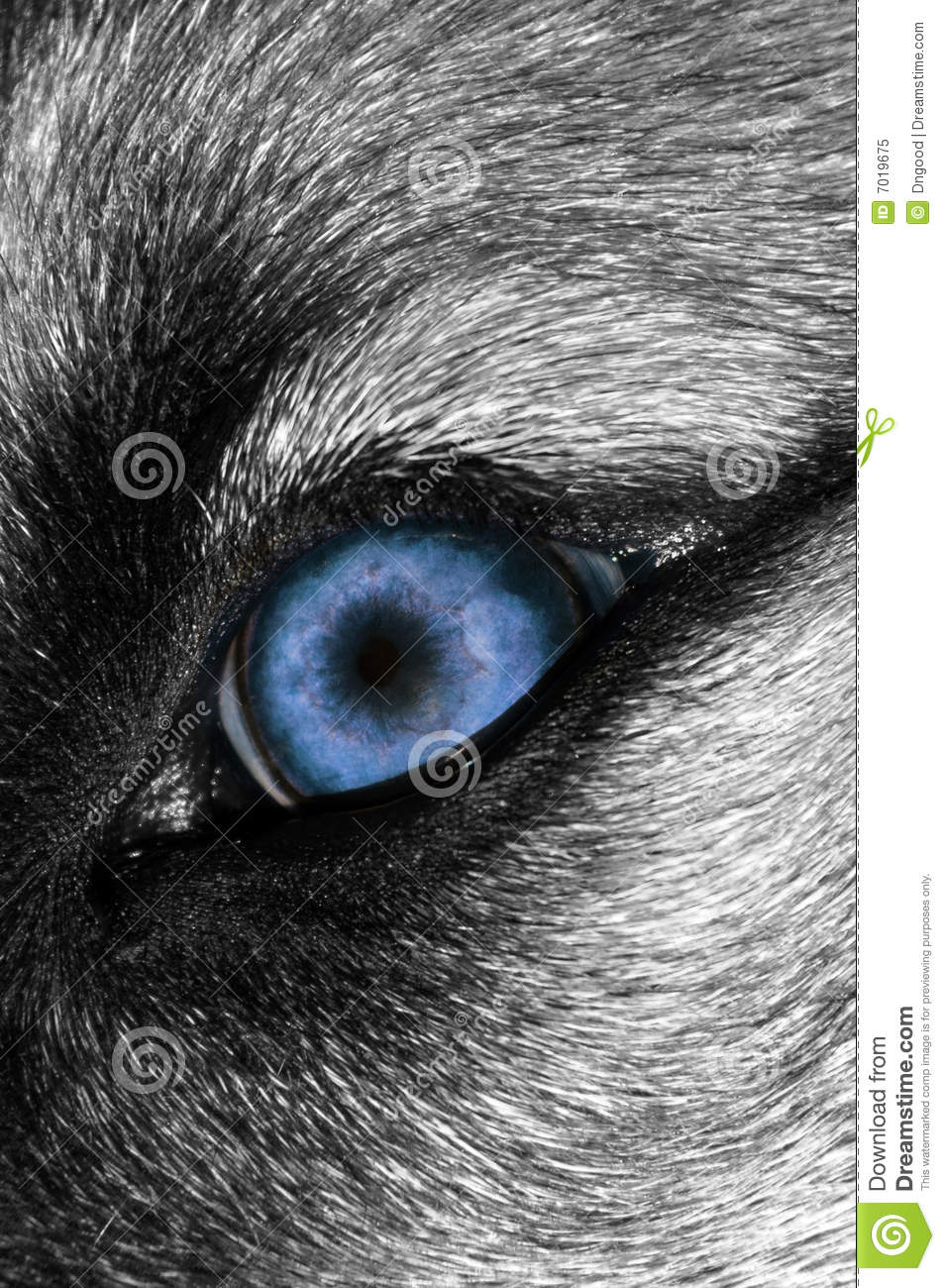 wolf eye macro